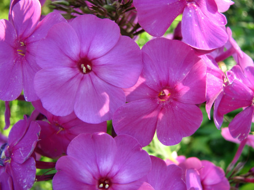 431515 (a): :1600x1200
